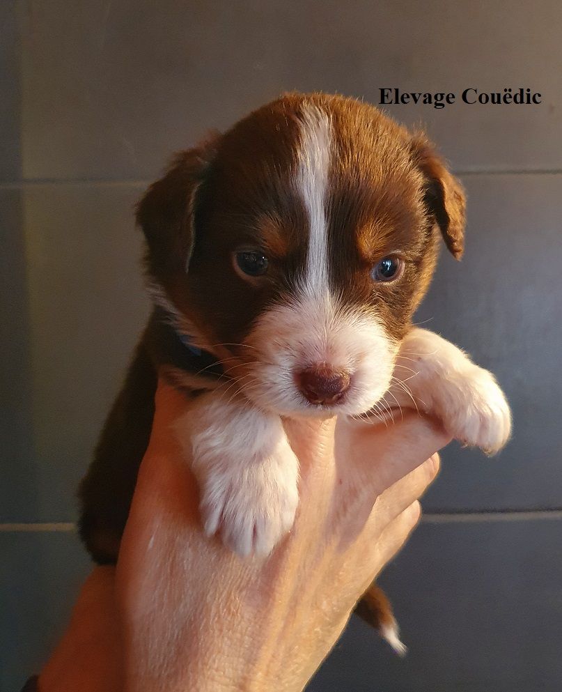 Gouëdic - Chiots disponibles - Berger Australien