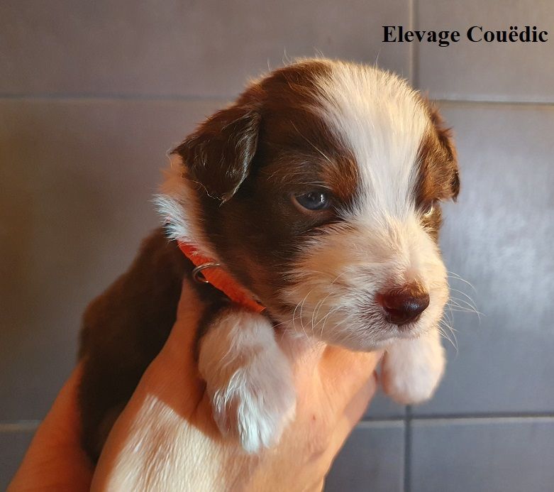 Gouëdic - Chiots disponibles - Berger Australien